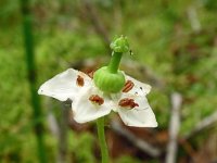 Moneses uniflora 28, Eenbloemig wintergroen, Saxifraga-Hans Grotenhuis