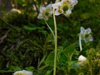 Moneses uniflora 3, Eenbloemig wintergroen, Saxifraga-Ed Stikvoort