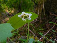 Moneses uniflora 4, Eenbloemig wintergroen, Saxifraga-Ed Stikvoort