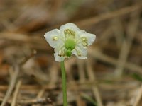 Moneses uniflora 5, Eenbloemig wintergroen, Saxifraga-Dirk Hilbers