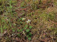 Moneses uniflora 7, Eenbloemig wintergroen, Saxifraga-Hans Boll