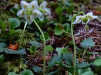 Moneses uniflora 9, Eenbloemig wintergroen, Saxifraga-Ed Stikvoort