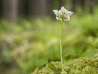 Monoses uniflora 26, Eenbloemig wintergroen, Saxifraga-Luuk Vermeer