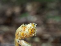 Monotropa hypopitys 23, Stofzaad, Saxifraga-Hans Dekker