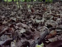 Monotropa hypopitys 25, Stofzaad, Saxifraga-Ed Stikvoort