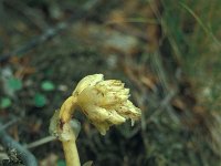 Monotropa hypopitys 26, Stofzaad, Saxifraga-Jan van der Straaten