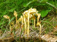 Monotropa hypopitys 32, Stofzaad, Saxifraga-Hans Grotenhuis