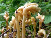 Monotropa hypopitys 33, Stofzaad, Saxifraga-Hans Grotenhuis