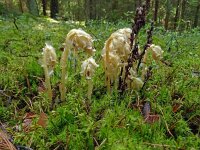 Monotropa hypopitys 34, Stofzaad, Saxifraga-Hans Grotenhuis