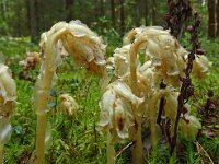 Monotropa hypopitys 35, Stofzaad, Saxifraga-Hans Grotenhuis