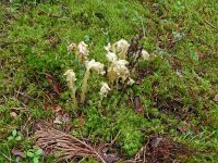 Monotropa hypopitys 36, Stofzaad, Saxifraga-Hans Grotenhuis