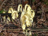 Monotropa hypopitys 38, Stofzaad, Saxifraga-Hans Grotenhuis