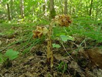 Monotropa hypopitys 39, Stofzaad, Saxifraga-Hans Grotenhuis