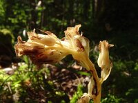 Monotropa hypopitys 42, Stofzaad, Saxifraga-Hans Grotenhuis