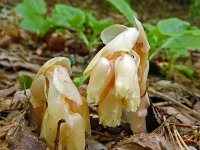 Monotropa hypopitys ssp monotropa 27, Stofzaad, Saxifraga-Hans Grotenhuis