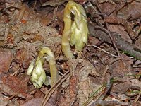 Monotropa hypopitys ssp monotropa 28, Stofzaad, Saxifraga-Hans Grotenhuis