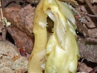 Monotropa hypopitys ssp monotropa 29, Stofzaad, Saxifraga-Hans Grotenhuis