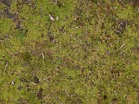 Montia arvensis 10, Klein bronkruid, Saxifraga-Ed Stikvoort