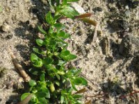 Montia minor 1, Klein bronkruid, Saxifraga-Rutger Barendse