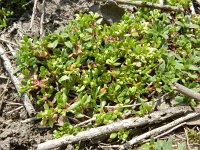 Montia minor 13, Klein bronkruid, Saxifraga-Rutger Barendse