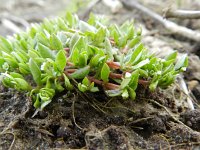 Montia minor 14, Klein bronkruid, Saxifraga-Rutger Barendse