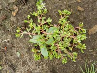 Montia minor 15, Klein bronkruid, Saxifraga-Rutger Barendse