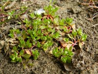 Montia minor 16, Klein bronkruid, Saxifraga-Rutger Barendse