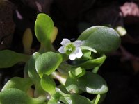 Montia minor 3, Klein bronkruid, Saxifraga-Rutger Barendse