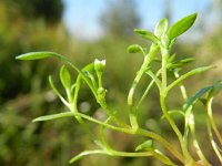 Montia minor 5, Klein bronkruid, Saxifraga-Rutger Barendse