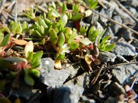 Montia minor 7, Klein bronkruid, Saxifraga-Rutger Barendse