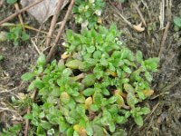 Montia minor 8, Klein bronkruid, Saxifraga-Rutger Barendse