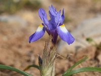 Moraea sisyrinchium 14, Saxifraga-Sonja Bouwman  Barbary nut - Moraea sisyrinchium - Iridaceae familie