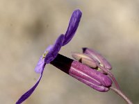 Moricandia arvensis 14, Saxifraga-Sonja Bouwman  Purple mistress - Moricandia arvensis - Brassicaceae familie