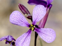 Moricandia arvensis 15, Saxifraga-Sonja Bouwman  Purple mistress - Moricandia arvensis - Brassicaceae familie; Rioja Parque Natural Cabo de Gata-Nijar (Es)