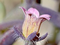 Mucizonia hispida 4, Saxifraga-Sonja Bouwman  Mucizonia hispida - Crassulaceae familie