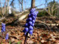 Muscari botryoides 10, Blauwe druifjes, Saxifraga-Rutger Barendse