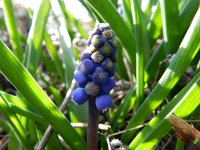 Muscari botryoides 14, Blauwe druifjes, Saxifraga-Rutger Barendse