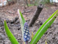 Muscari botryoides 18, Blauwe druifjes, Saxifraga-Rutger Barendse