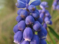 Muscari botryoides 4, Blauwe druifjes, Saxifraga-Rutger Barendse