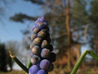 Muscari botryoides 5, Blauwe druifjes, Saxifraga-Rutger Barendse