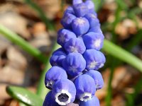 Muscari botryoides 9, Blauwe druifjes, Saxifraga-Rutger Barendse
