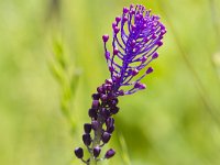 Muscari comosum 50, Kuifhyacinth, Saxfraga-Jan Nijendijk