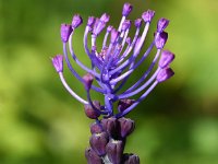 Muscari comosum 54, Kuifhyacint, Saxifraga-Sonja Bouwman  874. Kuifhyacint - Muscari comosum - Asparagaceae familie (i) Noordhollands duinreservaat (Egmond-Binnen)