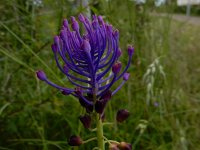 Muscari comosum 55, Kuifhyacint, Saxifraga-Peter Meininger