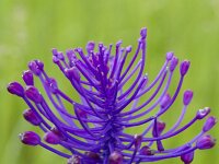 Muscari comosum 56, Kuifhyacint, Saxifraga-Jan Nijendijk