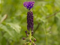 Muscari comosum 58, Kuifhyacint, Saxifraga-Jan Nijendijk