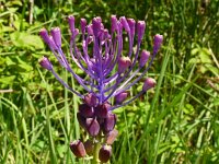 Muscari comosum 61, Kuifhyacint, Saxifraga-Hans Grotenhuis