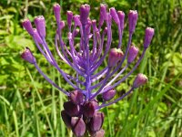 Muscari comosum 62, Kuifhyacint, Saxifraga-Hans Grotenhuis
