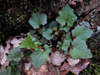 Mycelis muralis 13, Muursla, Saxifraga-Ed Stikvoort