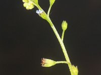 Myosotis laxa ssp cespitosa 2, Zompvergeet-mij-nietje, Saxifraga-Rutger Barendse